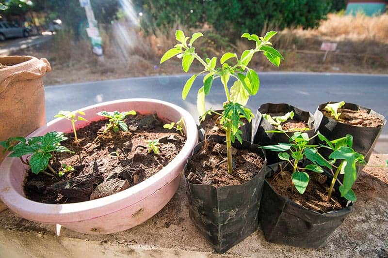 Single container vegetable garden