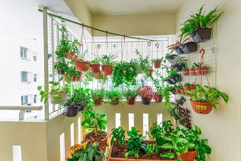 Hanging Baskets