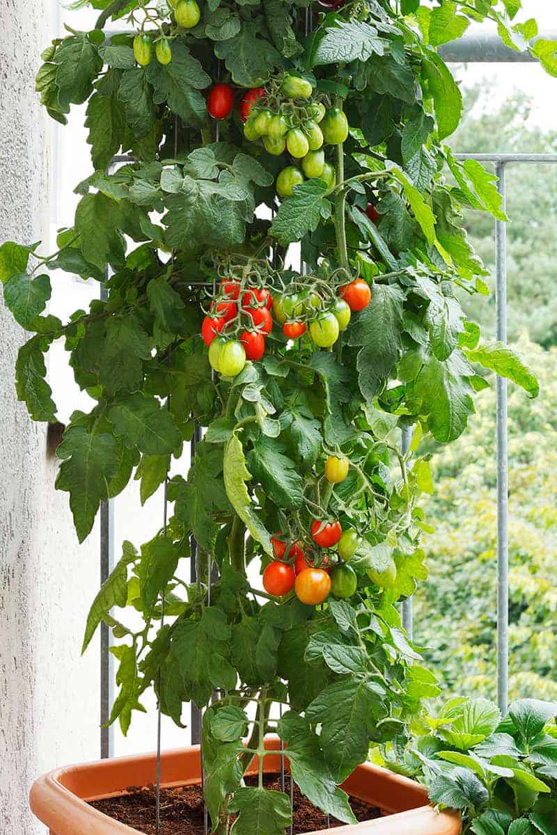 Small Vegetable Garden Ideas