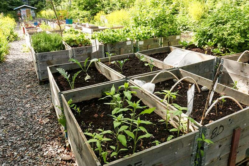 Planter Party