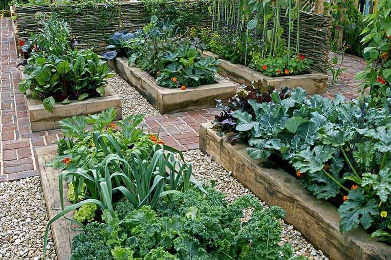 Vegetable gardening tips