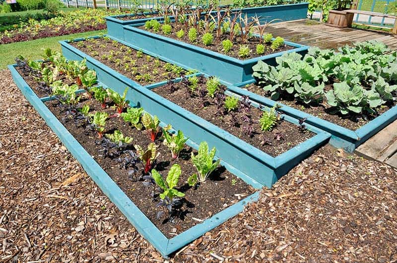 Tiered Vegetable Plants