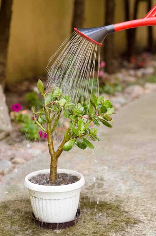 Jade Plants Buying &amp; Growing Guide