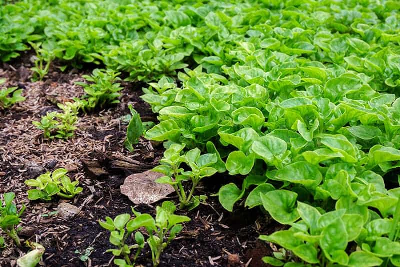 Growing Lettuce at Home