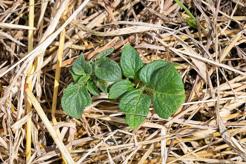 What is straw bale gardening