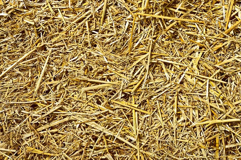 Wheat as straw bales