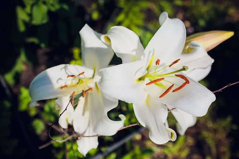 White Stargazer Lily