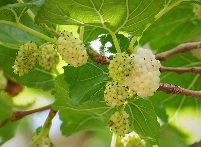 White Mulberry - Morus alba