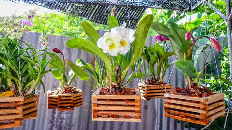 Wooden orchid pots in the garden