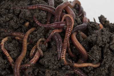 Worm Castings