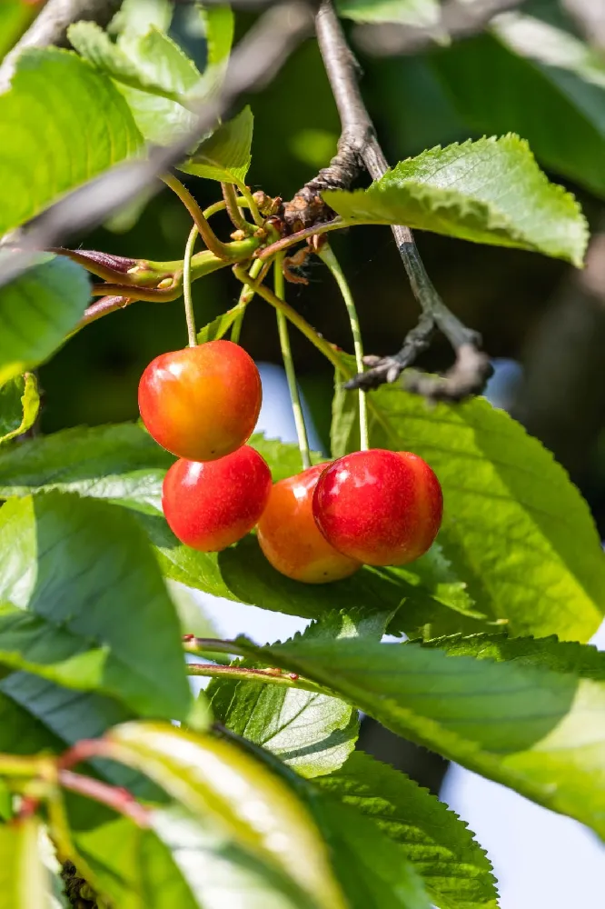 2-in-1 Cherry Surprise Tree