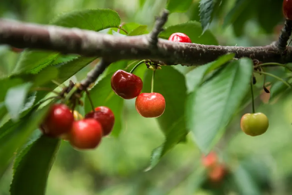 2-in-1 Cherry Surprise Tree