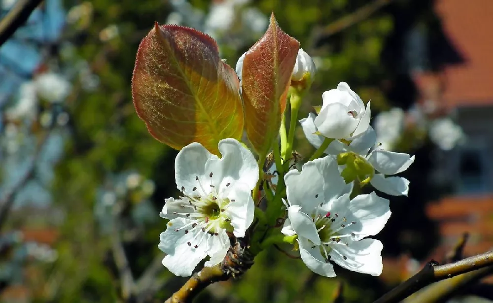 20th Century (Nijisseiki) Asian Pear