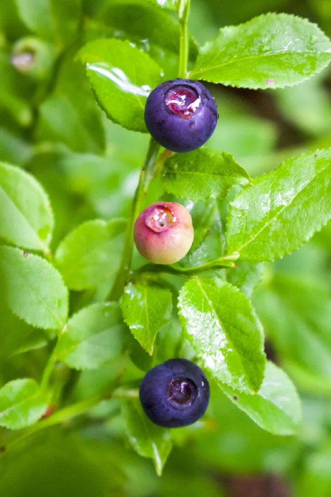 3-in-1 Blueberry Bush