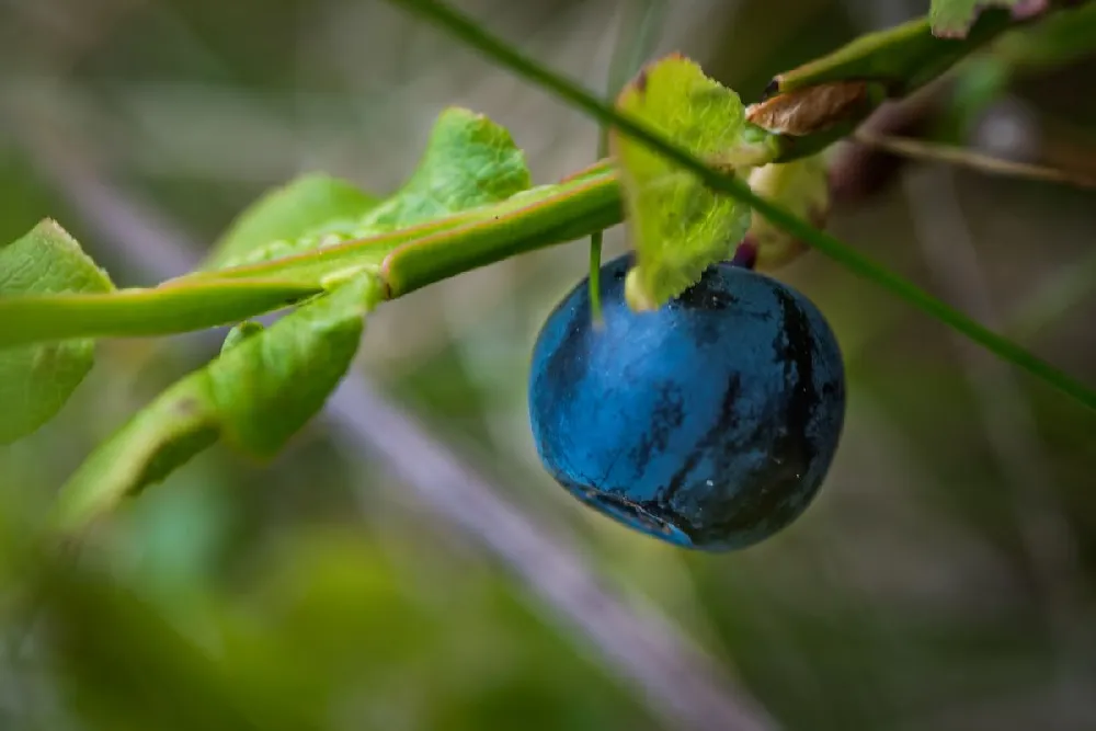 3-in-1 Blueberry Bush (Southern Highbush)