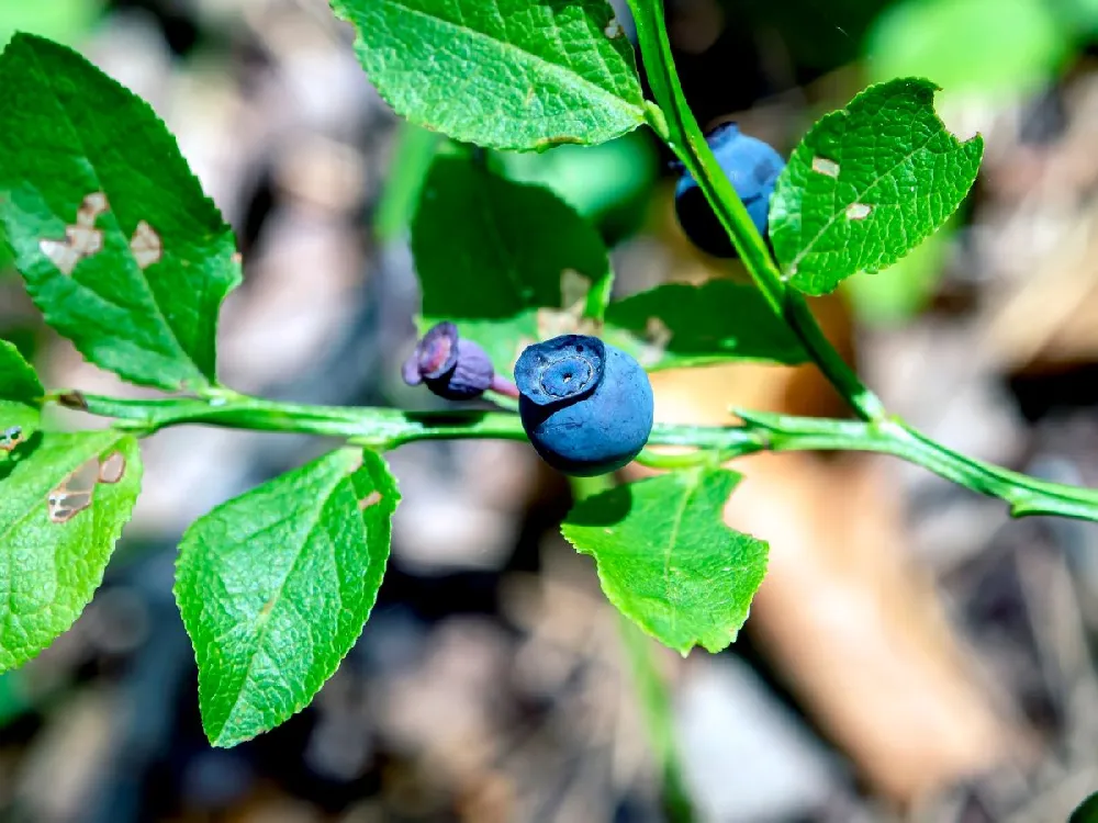 3-in-1 Blueberry Bush (Southern Highbush)