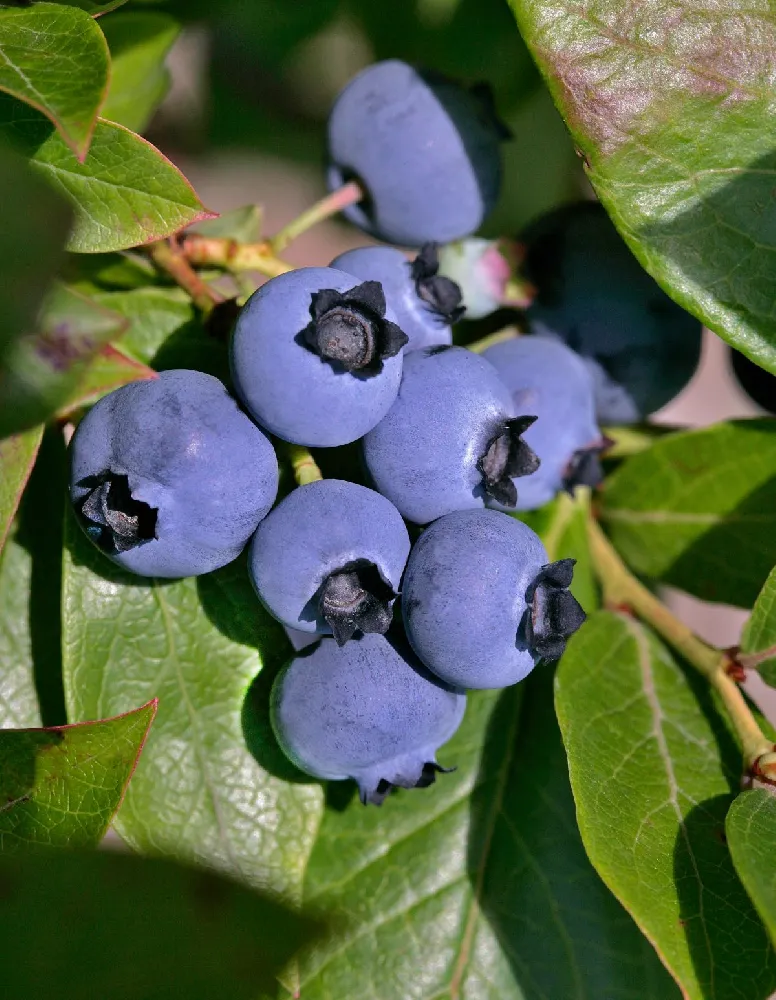 3-in-1 Blueberry Bush (Southern Highbush)
