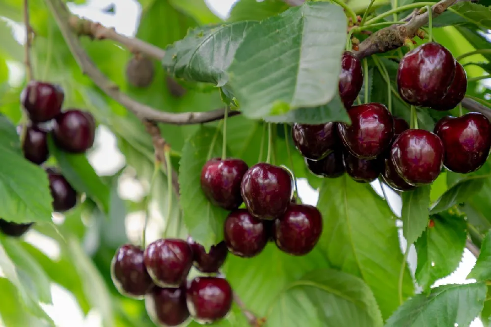 3-in-1 Cherry Surprise Tree