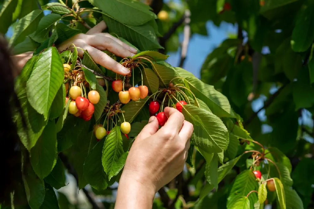 3-in-1 Cherry Tree