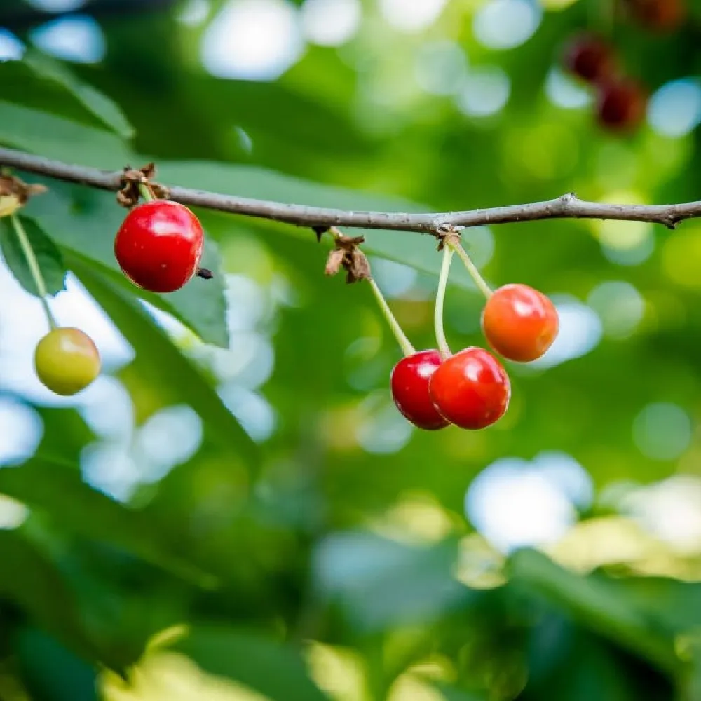 3-in-1 Cherry Tree