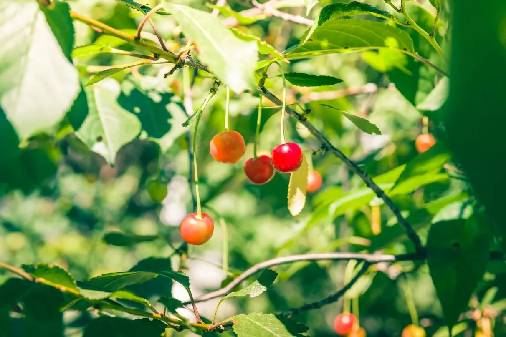 3-in-1 Cherry Tree