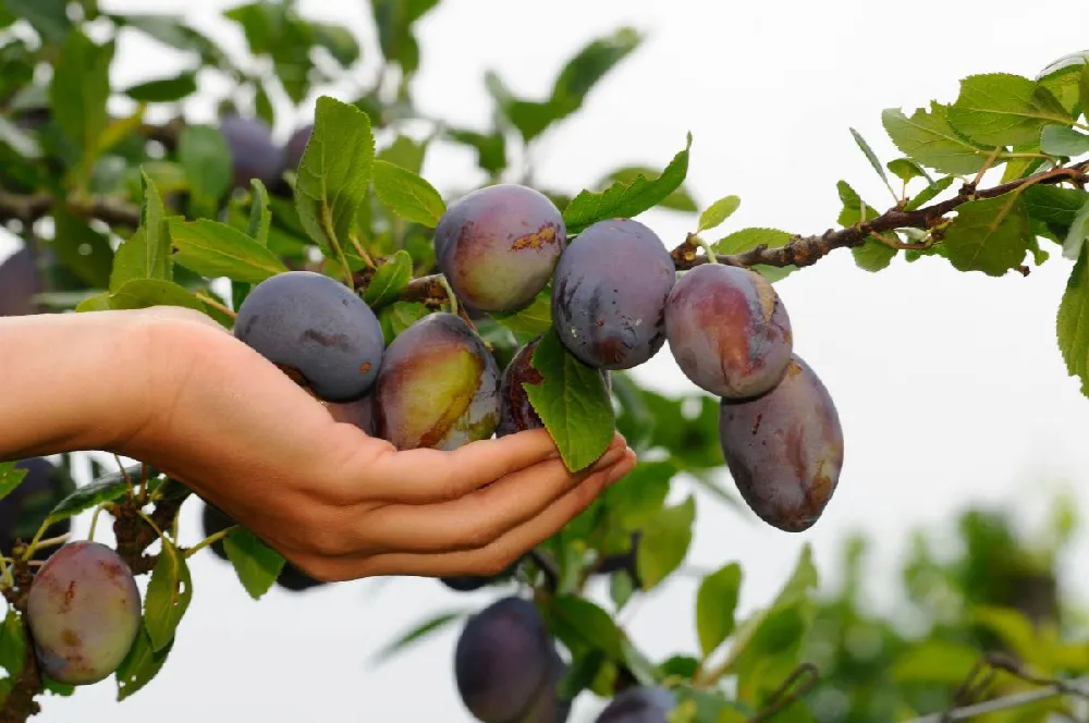 Methley Plum Tree