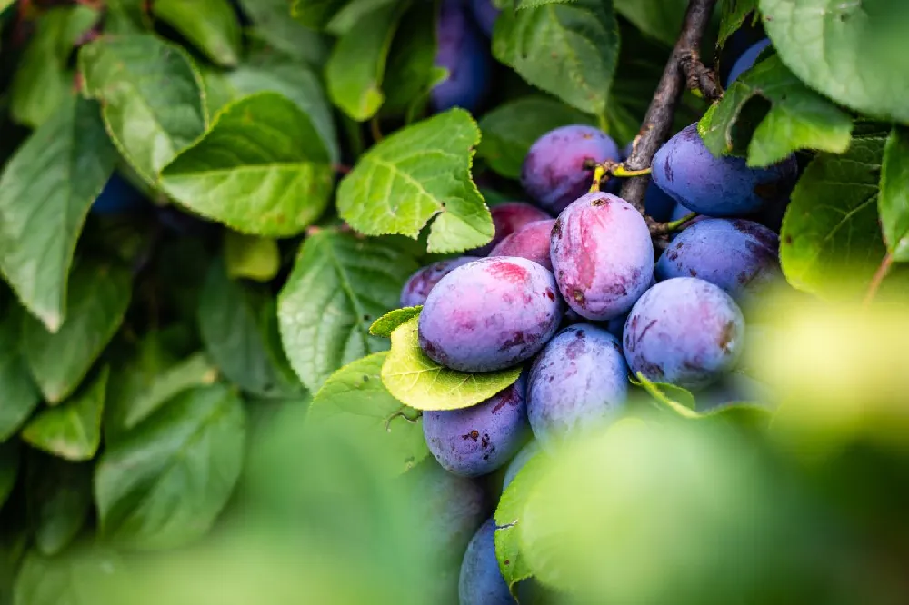 Methley Plum Tree