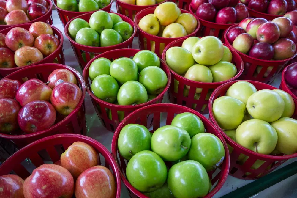 4-in-1 Apple Tree