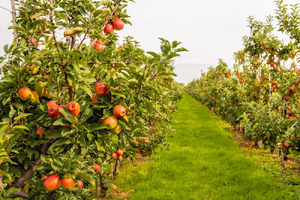 4-in-1 Apple Tree