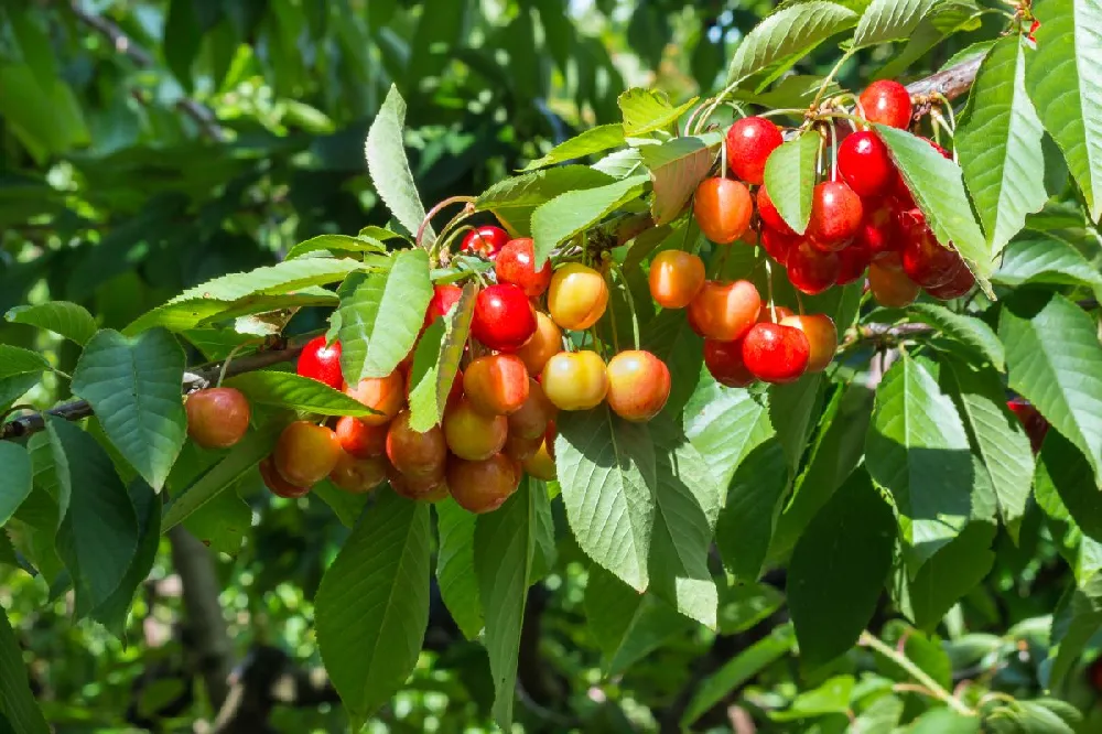 4-in-1 Cherry Surprise Tree