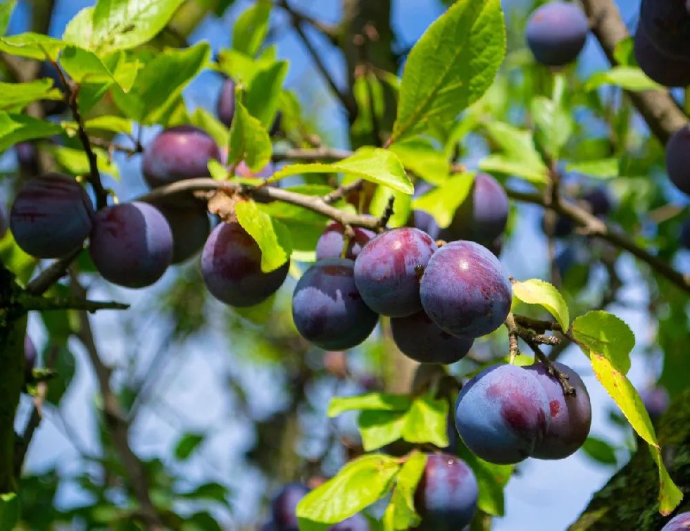 4-in-1 Plum Tree