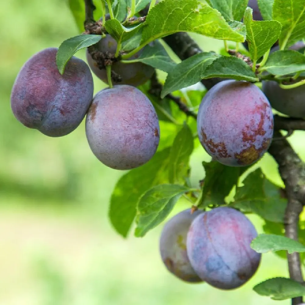 4-in-1 Plum Tree