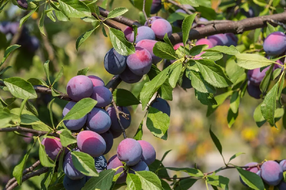 4-in-1 Plum Tree