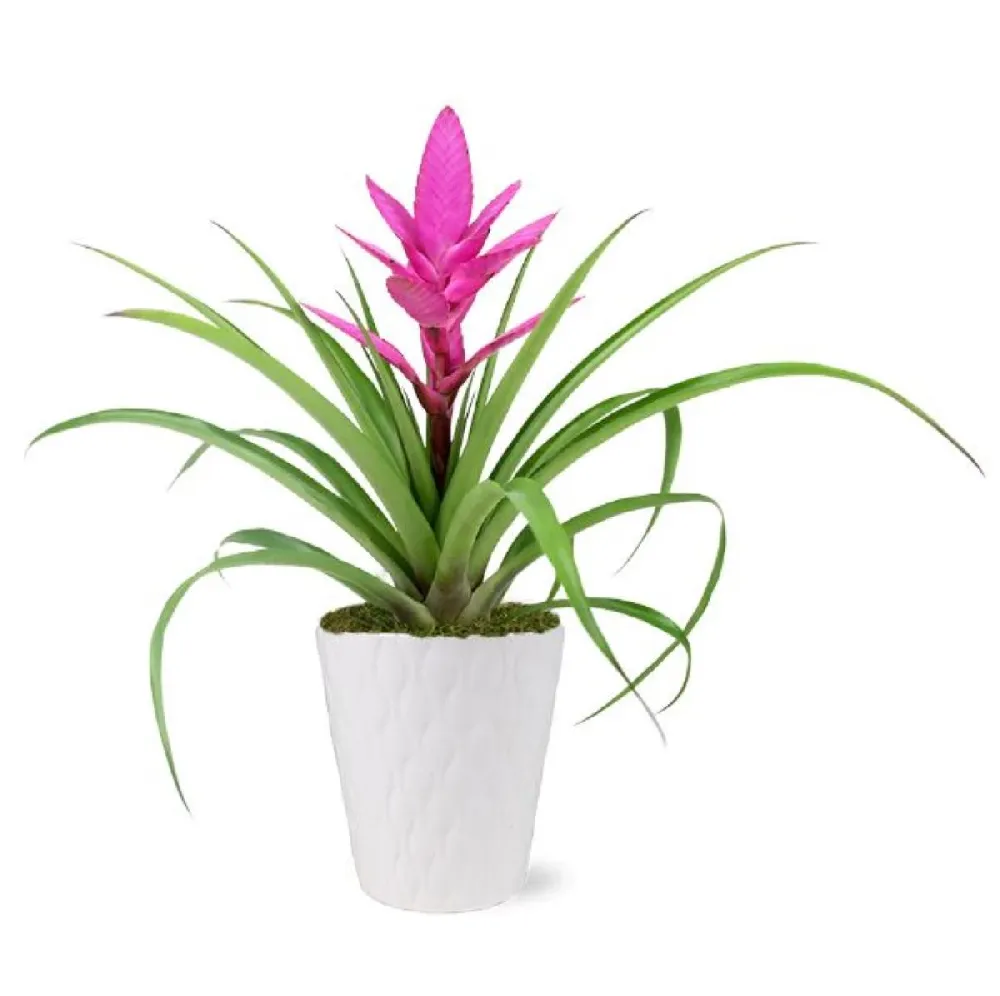 Red Bromeliad for Sale