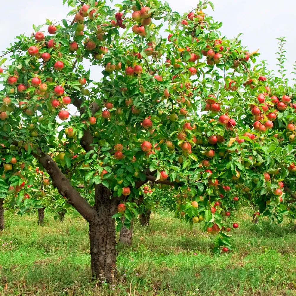 5-in-1 Apple Tree