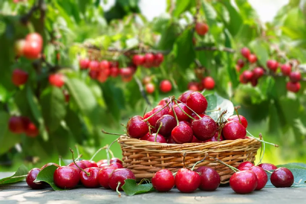 5-in-1 Cherry Surprise Tree