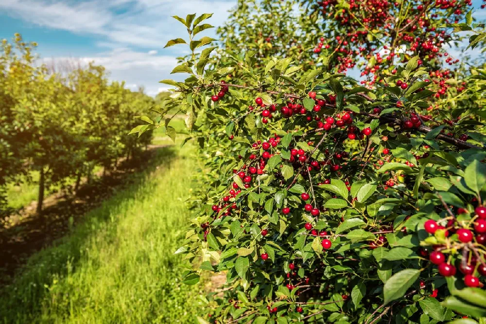 5-in-1 Cherry Tree