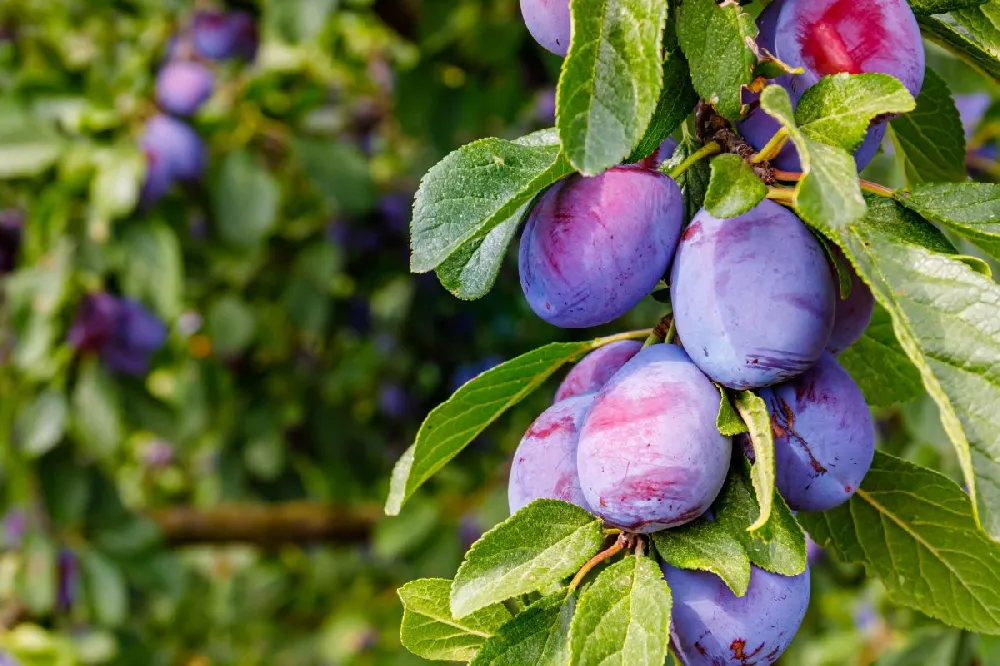 5-in-1 Plum Tree