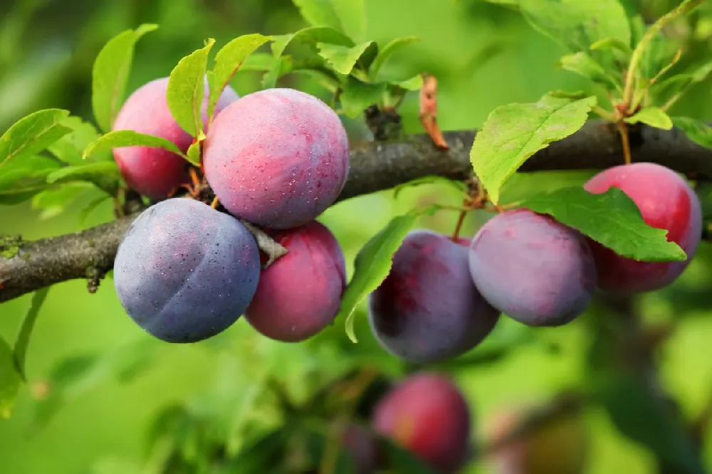 5-in-1 Plum Tree