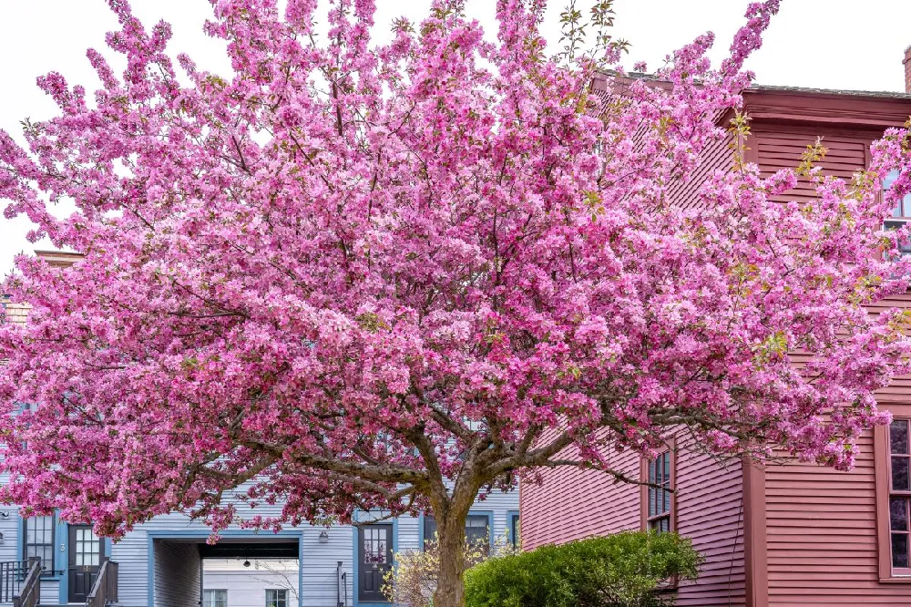 Ace of Hearts Redbud Tree