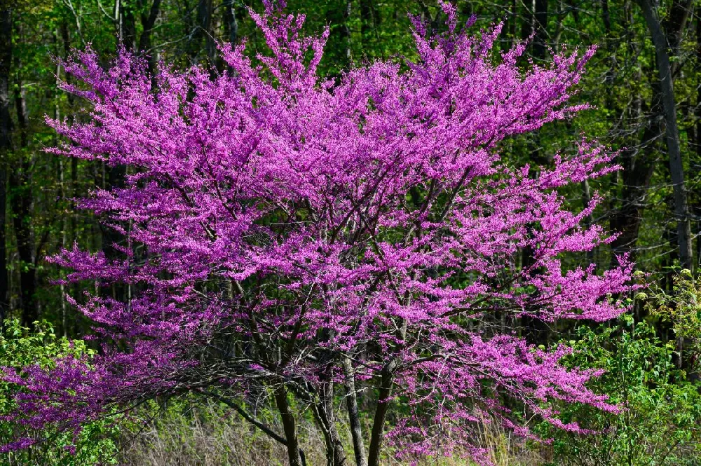 Ace of Hearts Redbud Tree