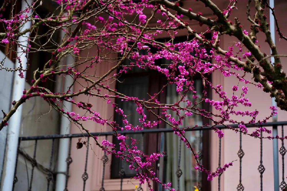 Ace of Hearts Redbud Tree