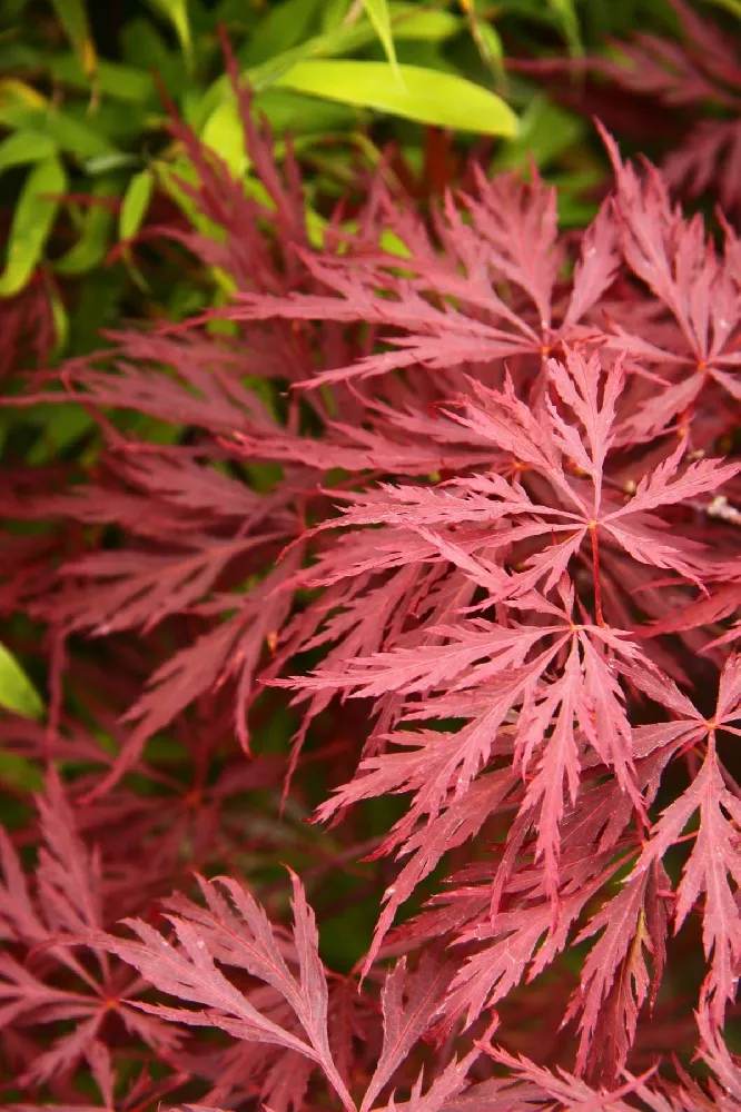 Tamukeyama Japanese Maple