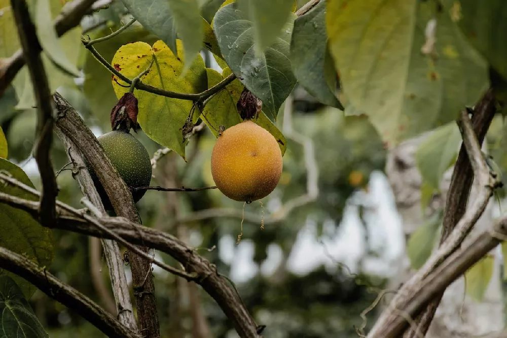 Achacha Fruit Tree