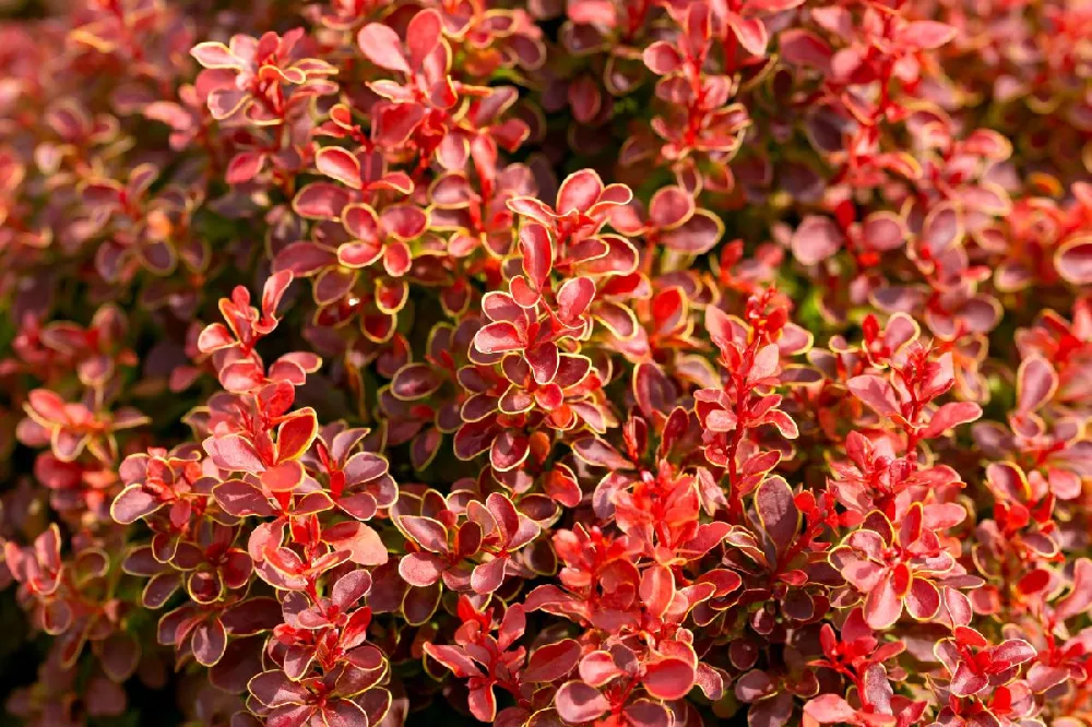 Admiration Barberry Shrub