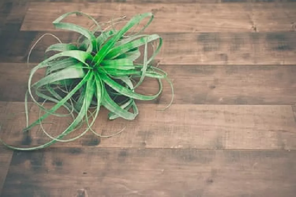 Potted Air Plants