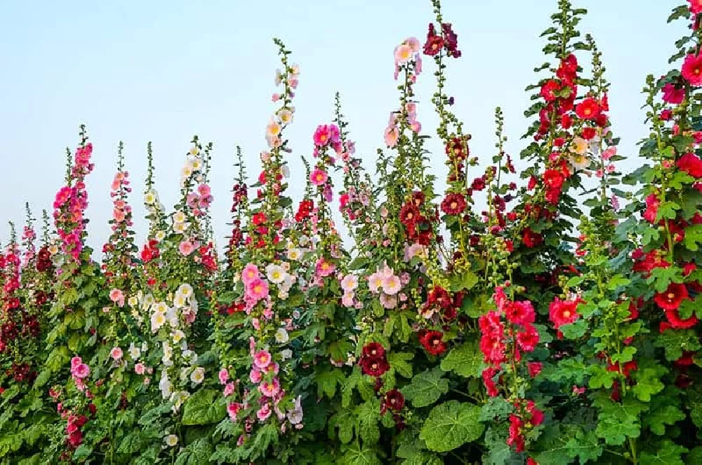 Field of Hollyhocks