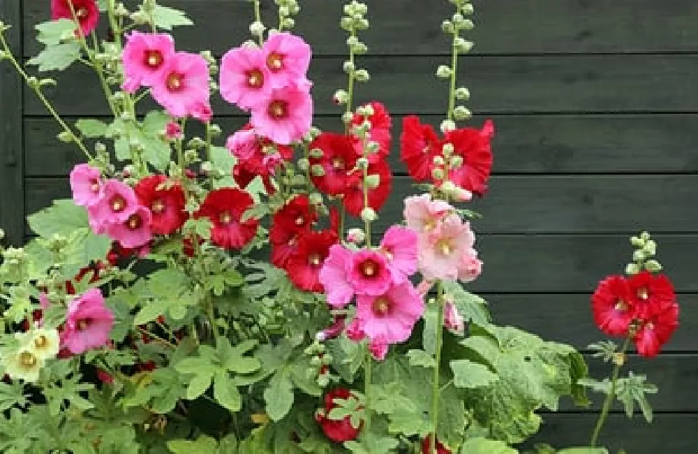 Hollyhocks with pink flowers
