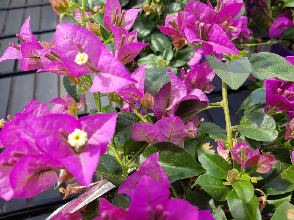 Alexandra Bougainvillea