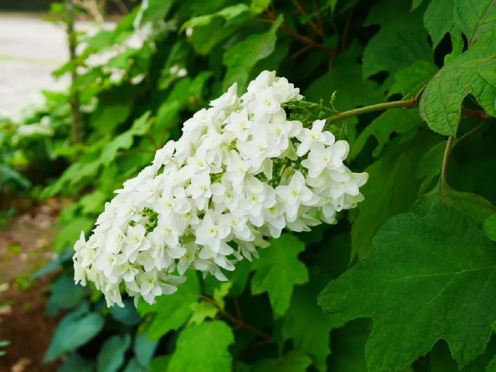 Alice Oakleaf Hydrangea